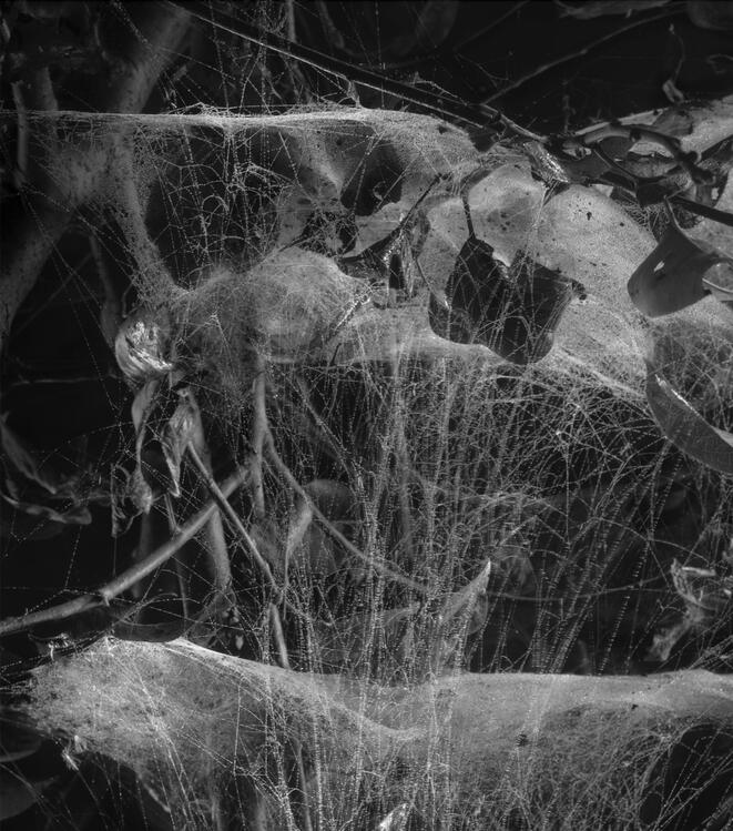 Emergent Structures No.04