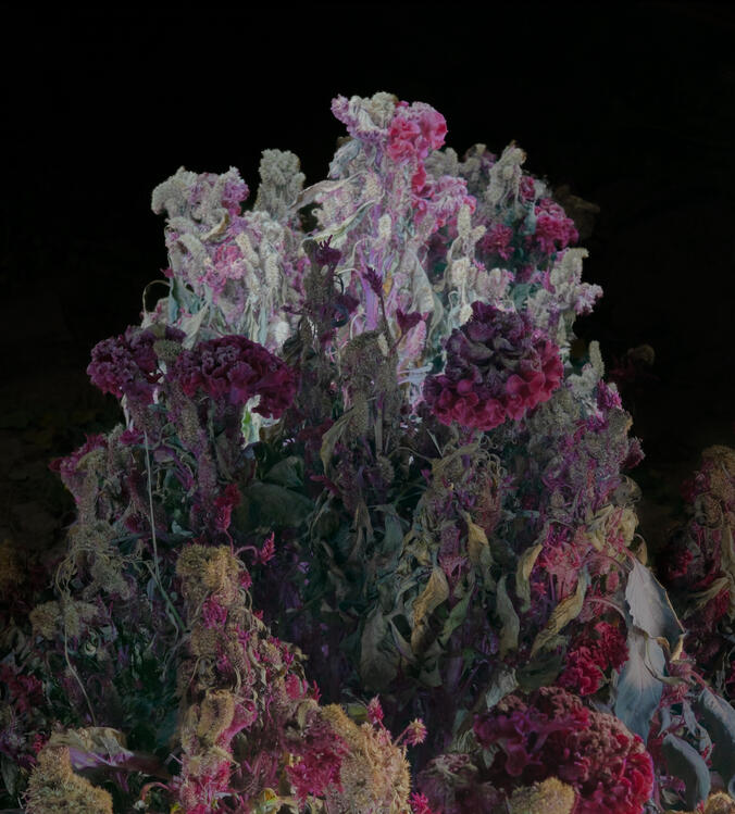 Garden Notes No.03