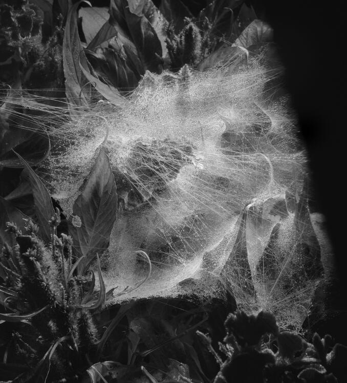Emergent Structures No.03