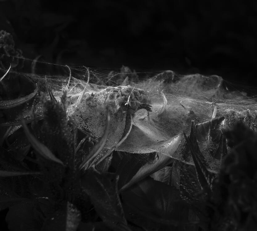 Emergent Structures No.01