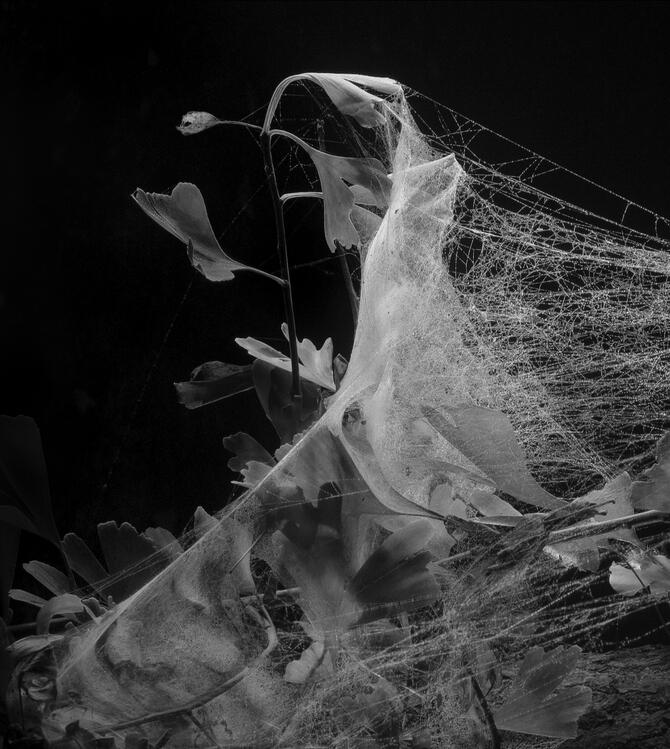 Emergent Structures No.05